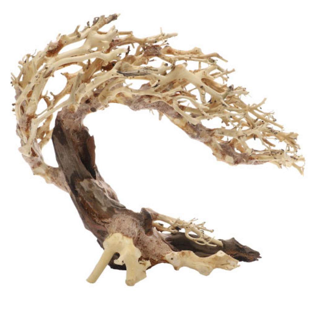 Crooked Root M